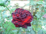 STP60683.JPG