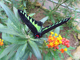 STP60725.JPG