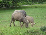 STP60779.JPG