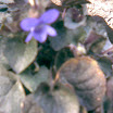 perene_045.jpg