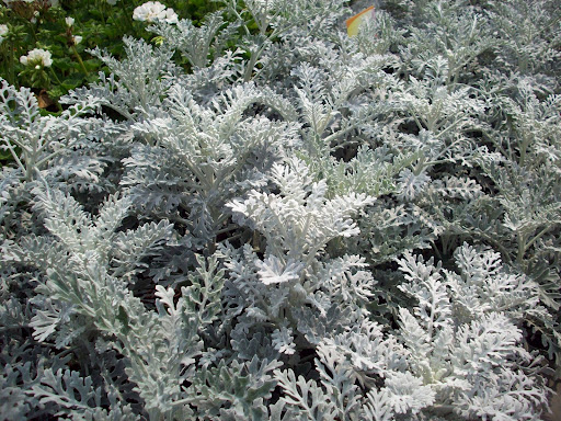 http://lh6.ggpht.com/_xER4nTMdm1k/SNVAVb3THHI/AAAAAAAAB0E/gPQekix-VHI/Dusty+Miller.jpg