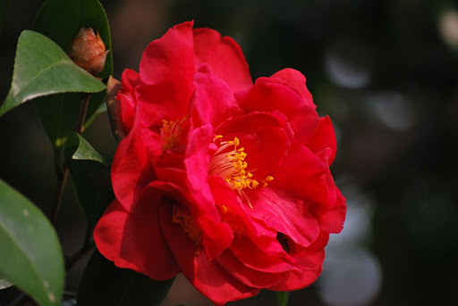 camellia propagation