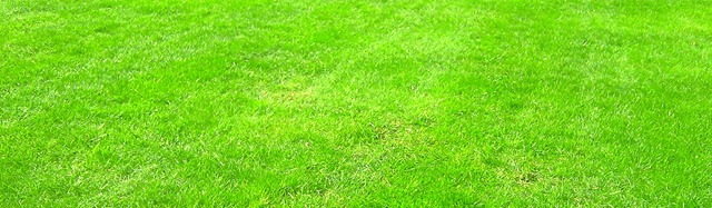 [The Lawn 2010[8].jpg]