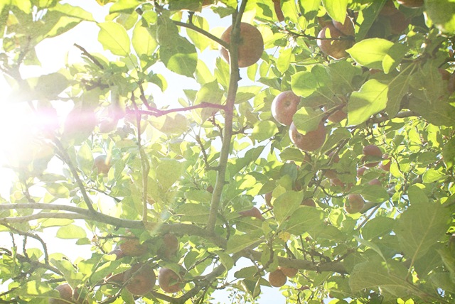 [apples[5].jpg]