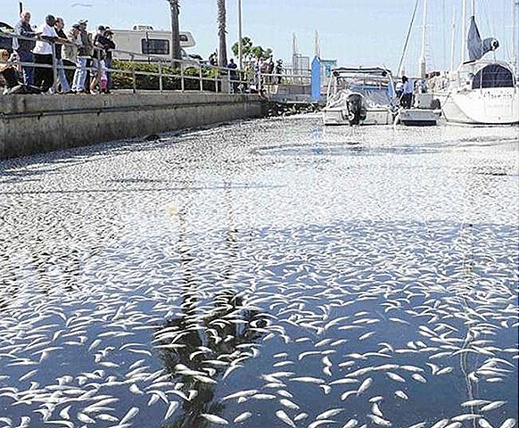 [fish-death.on-sea[7].jpg]