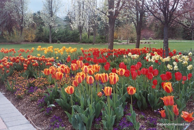 [Tulips at Thanksgiving Point[5].jpg]