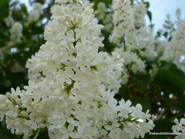 [Lilacs20094.jpg]