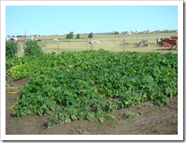 07-29-08 Garden 004