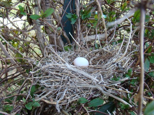 [04-23-09 Dove nest in the honeysuckle 19[4].jpg]