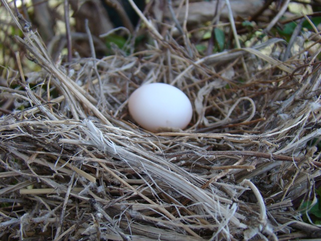 [04-23-09 Dove nest in the honeysuckle 20[4].jpg]
