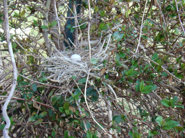 [04-23-09 Dove nest in the honeysuckle 21[3].jpg]
