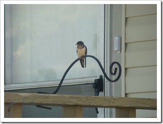 05-23-09 Barn swallows on porch005