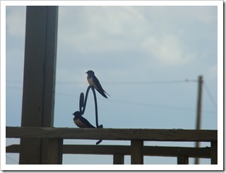 05-23-09 Barn swallows on porch001