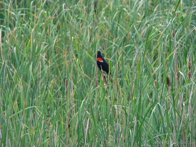 [06-24-10 Buffalo Lake Wildlife Refuge 07[2].jpg]