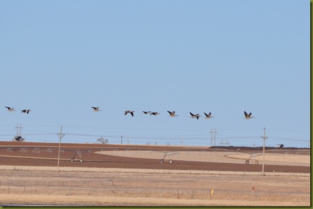 02-15-11 sky and geese 01
