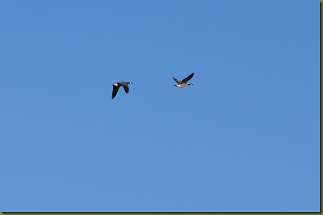 02-15-11 sky and geese 18