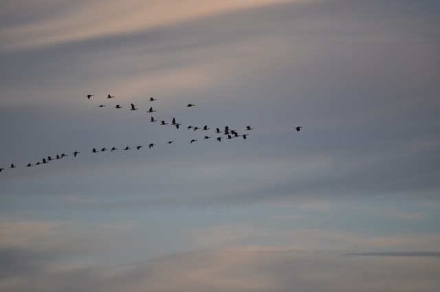 [02-15-11 sky and geese 20[2].jpg]