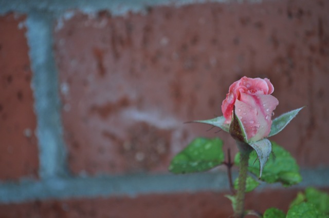 [05-08-11 flowers 04[2].jpg]