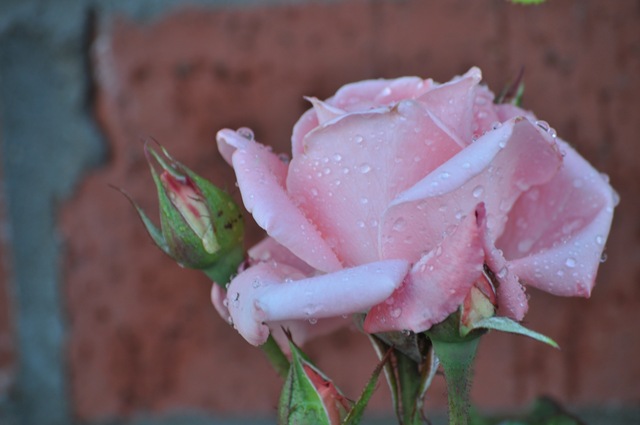 [05-08-11 flowers 07[2].jpg]