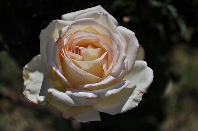 [05-09-11 flowers 05[2].jpg]