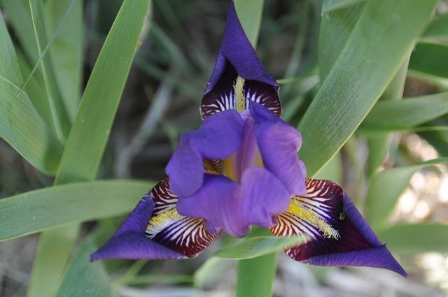 [05-09-11 flowers 10[2].jpg]