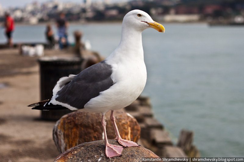 USA California San Francisco Sea Gull США Калифорния Сан Франциско Чайка Море