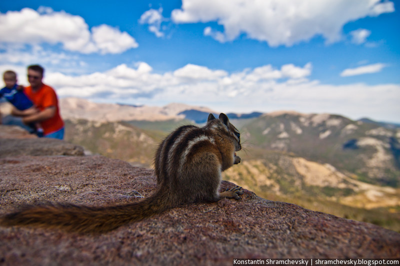 USA Colorado Rocky Mountains National Park Chipmunk США Колорадо Роки Маунтинз Национальный Парк Скалистые Горы Бурундук