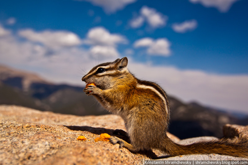 USA Colorado Rocky Mountains National Park Chipmunk США Колорадо Роки Маунтинз Национальный Парк Скалистые Горы Бурундук