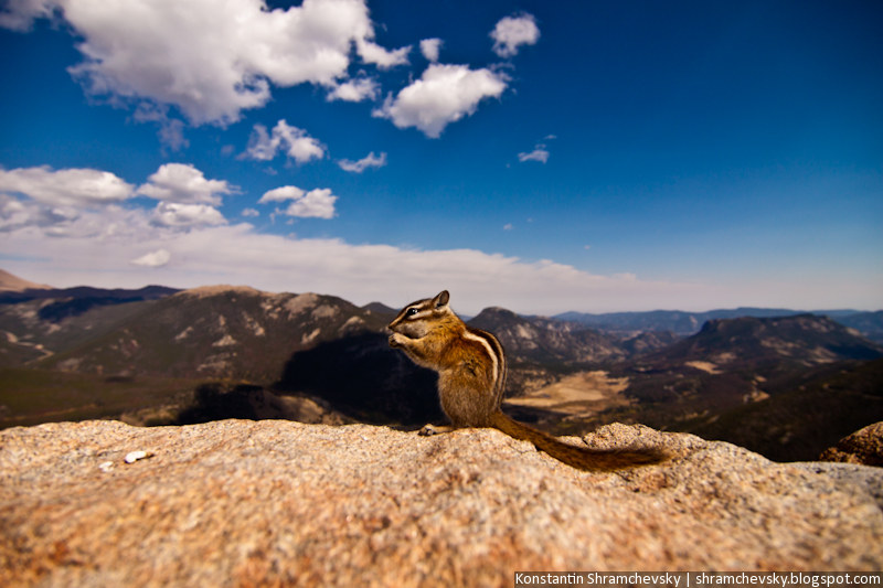 USA Colorado Rocky Mountains National Park Chipmunk США Колорадо Роки Маунтинз Национальный Парк Скалистые Горы Бурундук