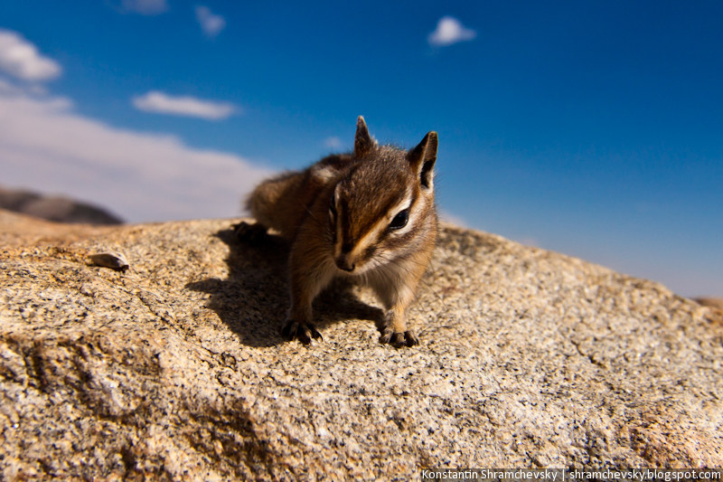 USA Colorado Rocky Mountains National Park Chipmunk США Колорадо Роки Маунтинз Национальный Парк Скалистые Горы Бурундук