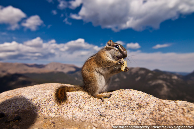 USA Colorado Rocky Mountains National Park Chipmunk США Колорадо Роки Маунтинз Национальный Парк Скалистые Горы Бурундук