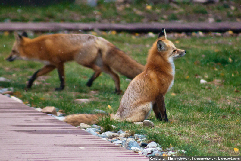 Fox Лис