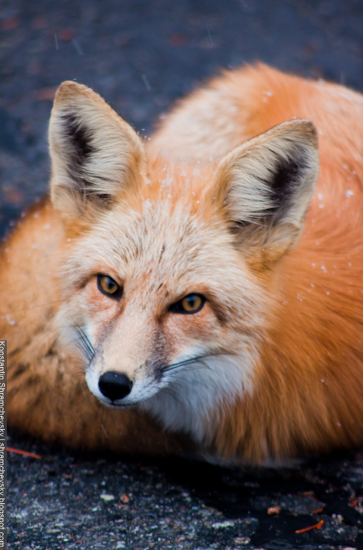 Fox Лис