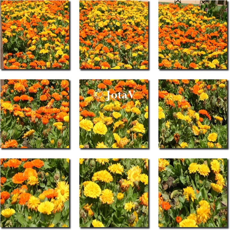 [TuxpiCanvasTiles8.jpg]