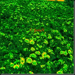heat map heat map