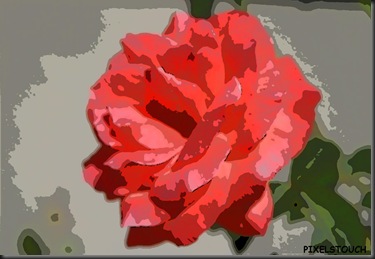 rosa 600_cartoon rosa 600_cartoon