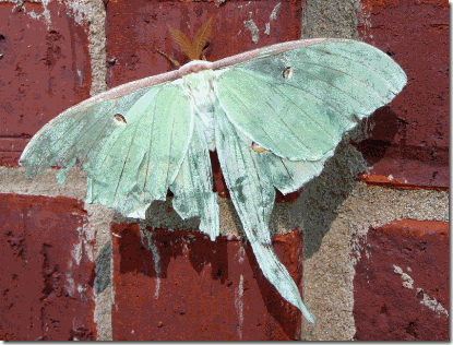 luna moth