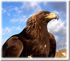 golden_eagle1