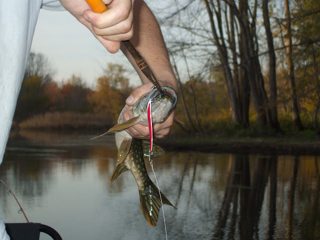 NorthernPike%20006.jpg