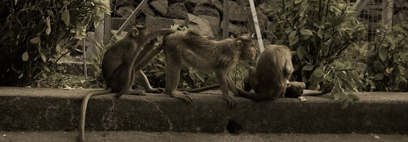 DSC_7401.jpg
