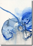 Flußkrebs - (c) Naseen Kiliani Flußkrebs - (c) Naseen Kiliani