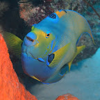 Queen Angel Fish