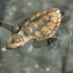 2 Tage alte Hawksbill Schildkröte