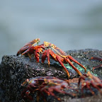 Krabbe, eine von tausenden