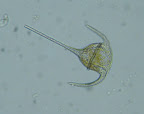Ceratium.JPG
