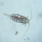 Copepode.JPG