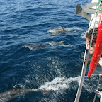 striped dolphin 5.JPG