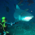 Ein kapitaler Bullenhai bei unserem ersten Sharkdive. Mal kucken wie gut die Bilder beim nächsten Tauchgang mit diesen wunderschönen Tierchen werden.... :-)