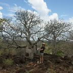 Ein Flaschenbaum wie er im Bilderbuch nicht schöner sein könnte.