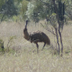 Emu Mutter